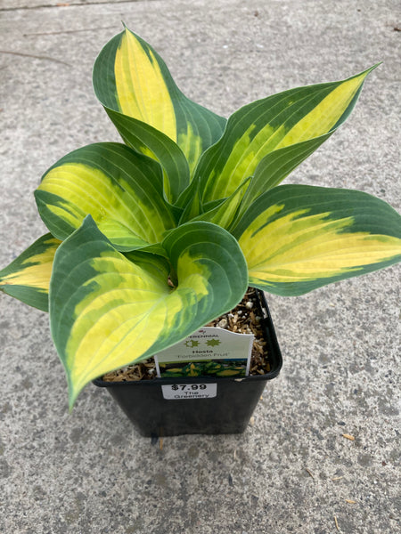 Hosta ‘Forbidden Fruit’