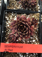Sempervivum ‘All Red’