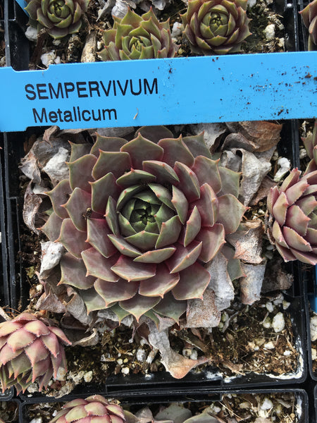 Sempervivum ‘Metalicum’
