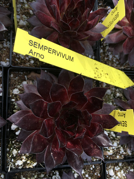 Sempervivum ‘Arno’