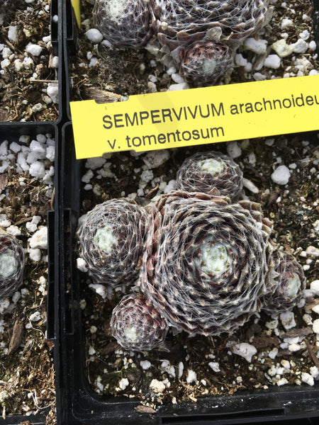 Sempervivum arachnoideum var. tomentosum