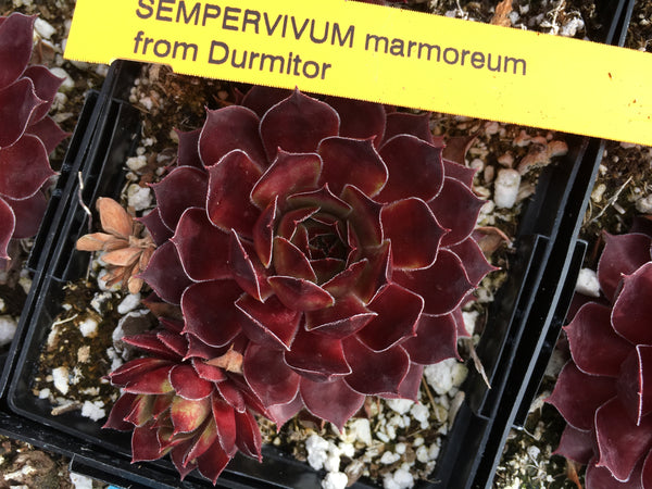 Sempervivum marmoreum from Durmitor