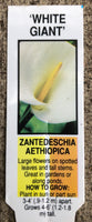 Zantedeschia Aethiopica 'White Giant'