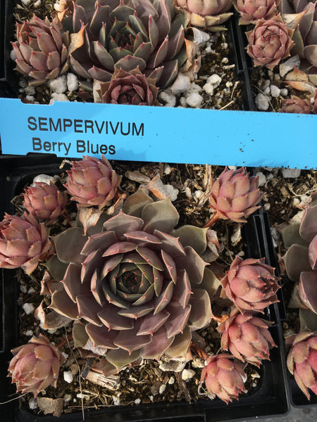 Sempervivum ‘Berry Blues’