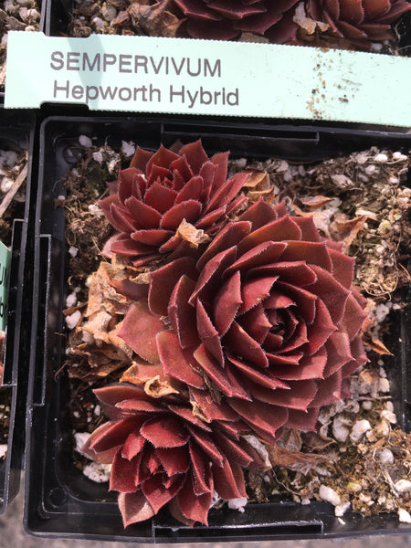 Sempervivum ‘Hepworth Hybrid’