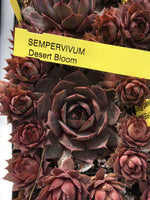 Sempervivum ‘Desert Bloom’