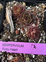 Sempervivum ‘Ruby Heart’