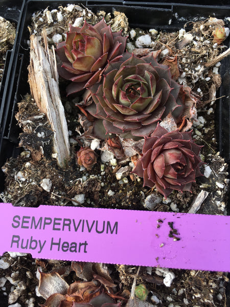Sempervivum ‘Ruby Heart’