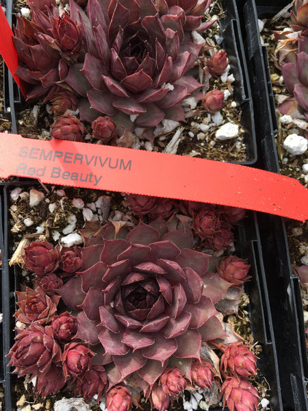 Sempervivum ‘Red Beauty’