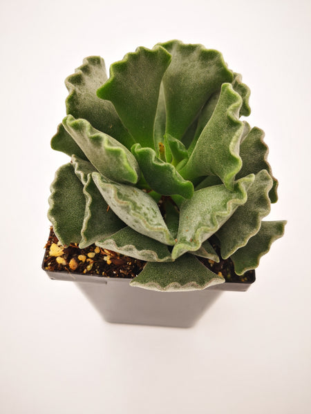 key lime pie succulent flower Succulent (Tender) Adromischus cristatus Key Lime Pie – The Greenery Garden Centre