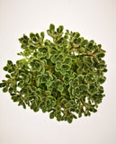 Succulent (Tender) Aeonium Irish Bouquet