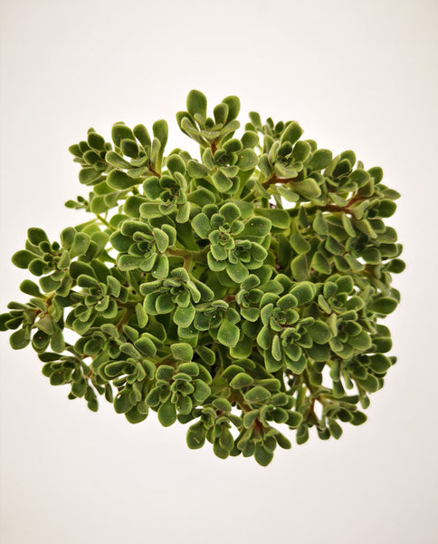 succulents ireland shop Succulent (Tender) Aeonium Irish Bouquet – The Greenery Garden Centre