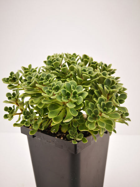 irish succulent Succulent (Tender) Aeonium Irish Bouquet – The Greenery Garden Centre