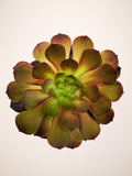 Succulent (Tender) Aeonium Tip Top