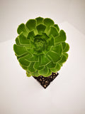 Succulent (Tender) Aeonium arboreum Green Lady