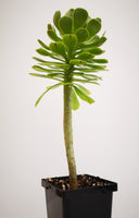 Succulent (Tender) Aeonium arboreum Green Lady