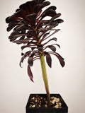 Succulent (Tender) Aeonium arboreum Zwartkopf