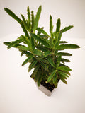 Succulent (Tender) Bryophyllum daigremontianum Alligator Plant