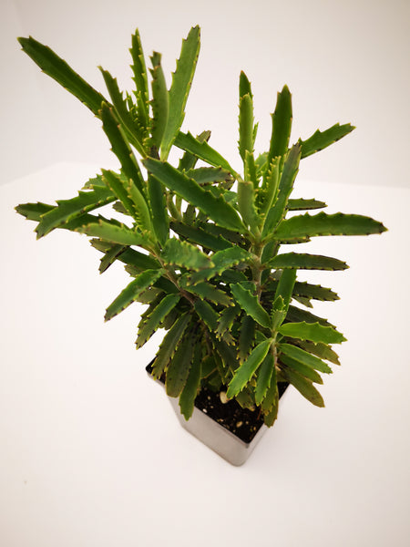 bryophyllum succulent Succulent (Tender) Bryophyllum daigremontianum Alligator Plant – The Greenery Garden Centre