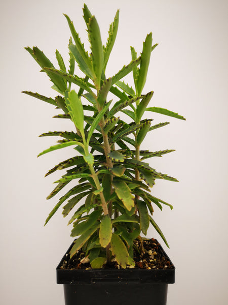 Succulent (Tender) Bryophyllum daigremontianum Alligator Plant