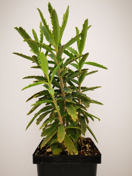 alligator succulent plant Succulent (Tender) Bryophyllum daigremontianum Alligator Plant – The Greenery Garden Centre