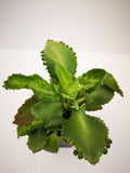 Succulent (Tender) Bryophyllum daigremontianum Mexican Hat Plant