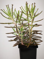 Succulent (Tender) Bryophyllum tubiflora Maternity Plant