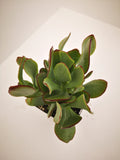 Succulent (Tender) Crassula arborescens Bora