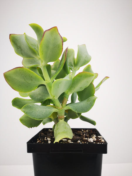 succulent with curly leaves Succulent (Tender) Crassula arborescens Curly – The Greenery Garden Centre