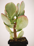 Succulent (Tender) Crassula arborescens Silver Dollar