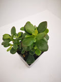 Succulent (Tender) Crassula argentea Crosby's Compact