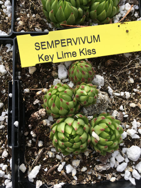 Sempervivum ‘Key Lime Kiss’
