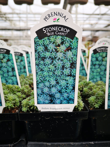 blue carpet succulent Sedum hispanicum 'Blue Carpet' – The Greenery Garden Centre