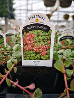 Sedum spurium ‘John Creech’