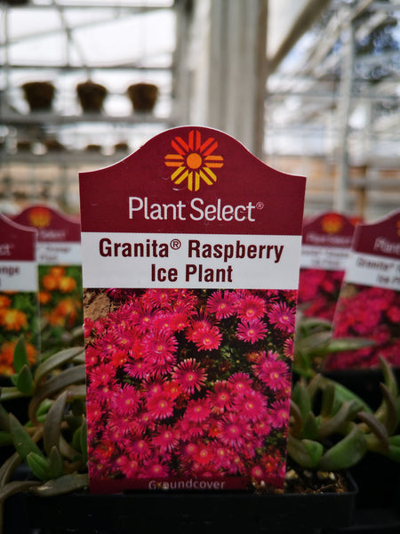 Delosperma  ‘Granita Raspberry’