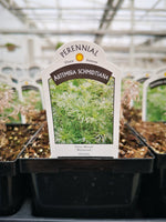 Artemisia schmidtiana ‘Silver Mound’