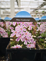 Phlox subulata ‘Candy Stripe’