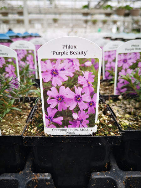 Phlox subulata ‘Purple Beauty’