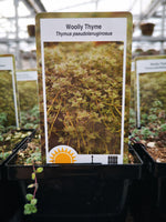 Thymus pseudolanuginosus