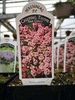 Thymus serphyllum ‘Pink Chintz’