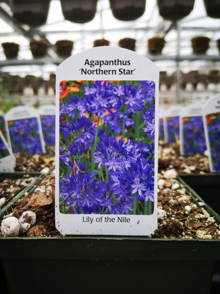 Agapanthus ‘Northern Star’