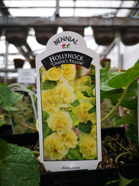 Alcea ‘Chaters Yellow’