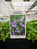 Campanula ‘Blue Waterfall’