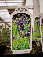 Lavandula angustifolia ‘Lavance Deep Purple’