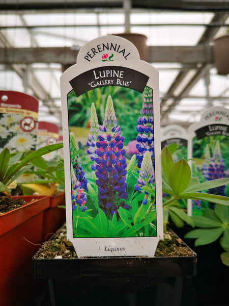 Lupin ‘Gallery Blue’
