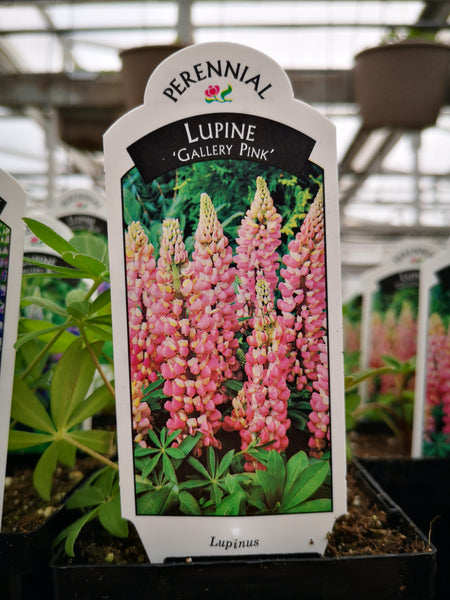 Lupin ‘Gallery Pink’