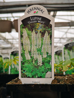Lupin ‘Gallery White’