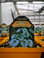 Brunnera ‘Alexander’s Great’