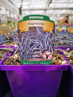 Ophiopogon ‘Nigrescens’