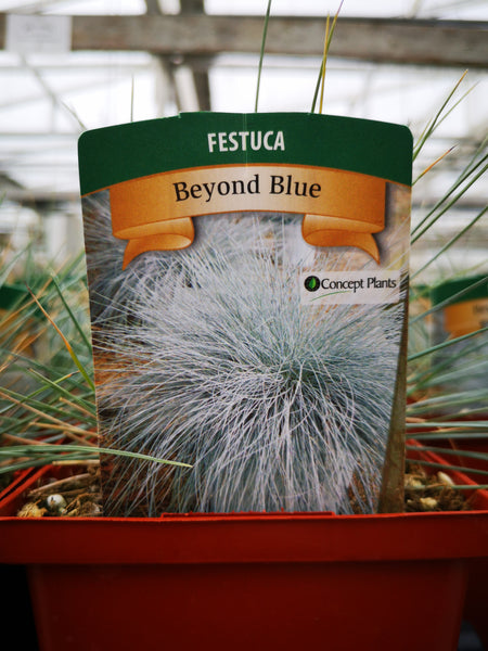 Festuca glauca ‘Beyond Blue’